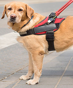 HUD'S Guidance On Assistance Animals