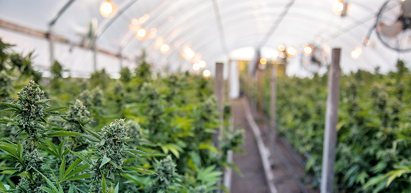Land Court Shuts Down Abutters’ Spot Zoning Claim and Gives Green Light to Marijuana Cultivation and Product Manufacturing Facilities in Framingham