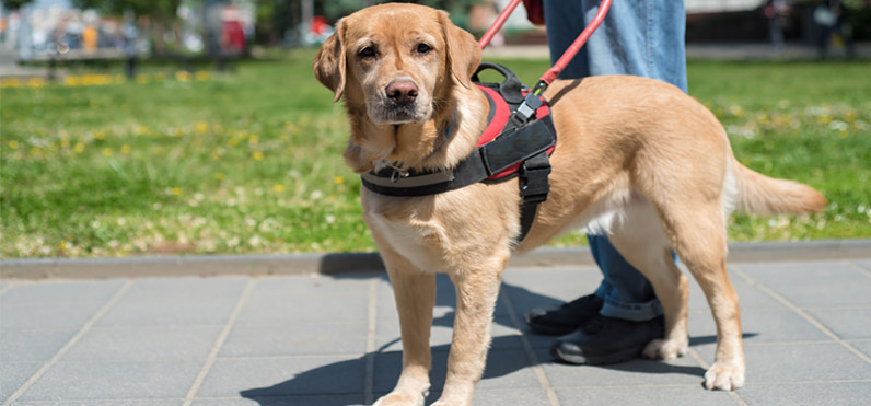 reasonable accomadations for service animals